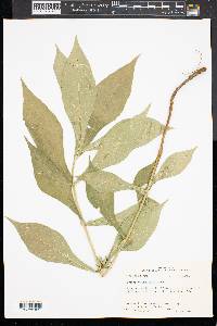 Triosteum angustifolium image