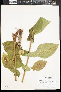 Triosteum perfoliatum image