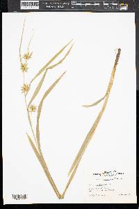 Carex folliculata image