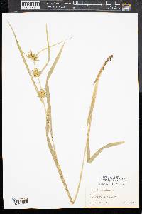 Carex folliculata image