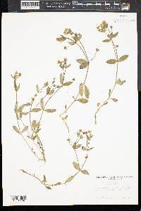 Stellaria pubera image