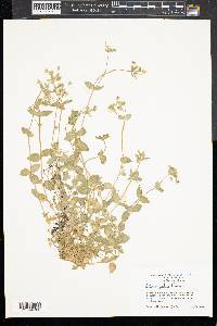 Stellaria pubera image