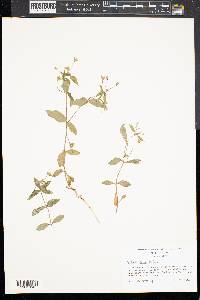Stellaria pubera image