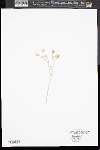 Stellaria pubera image