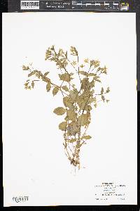 Stellaria pubera image