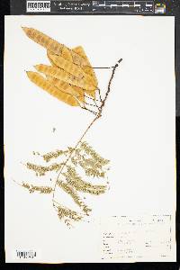 Albizia julibrissin image