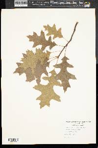 Quercus palustris image
