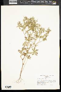 Geranium dissectum image