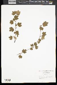 Ribes rotundifolium image