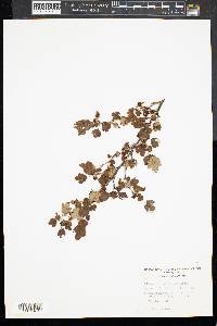 Ribes rotundifolium image