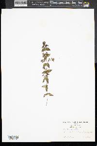 Cunila origanoides image