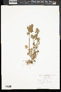 Lamium purpureum image