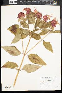 Monarda didyma image