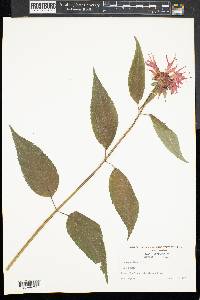Monarda didyma image
