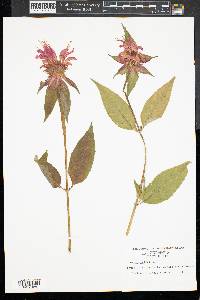 Monarda didyma image