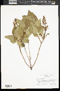 Syringa vulgaris image