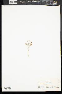 Liparis liliifolia image