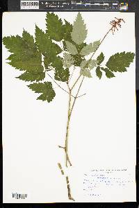 Actaea pachypoda image