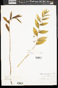 Polygonatum pubescens image