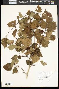 Crataegus intricata image