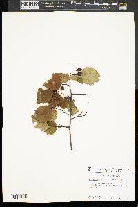 Crataegus flabellata image