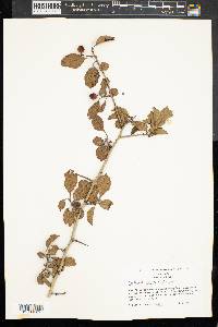 Crataegus punctata image