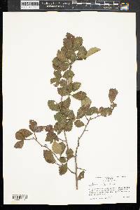 Crataegus uniflora image