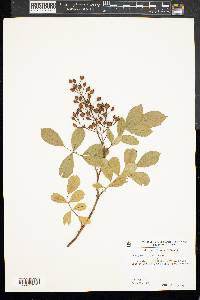 Rosa multiflora image