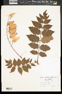 Koelreuteria paniculata image