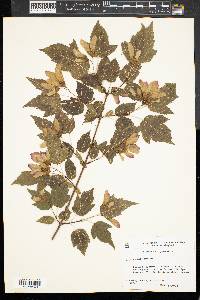 Acer ginnala image