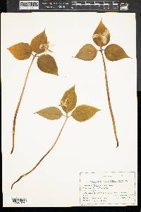 Trillium undulatum image