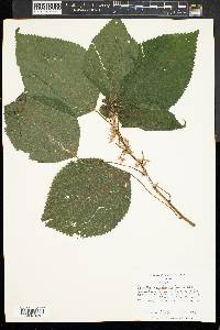 Laportea canadensis image