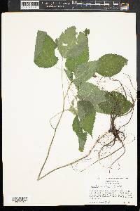Laportea canadensis image