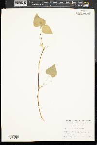 Viola pensylvanica image