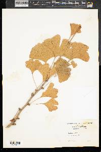 Ginkgo biloba image