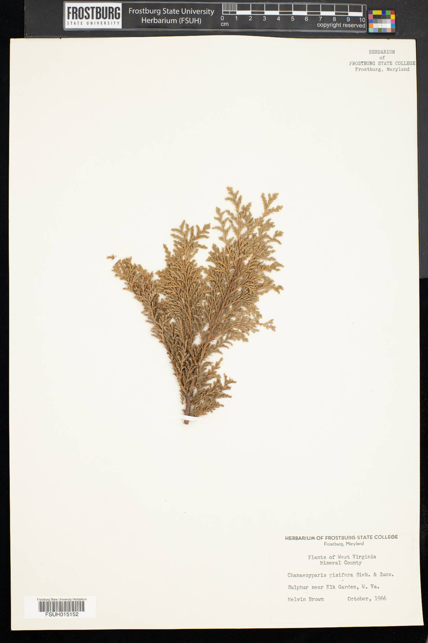 Chamaecyparis pisifera image
