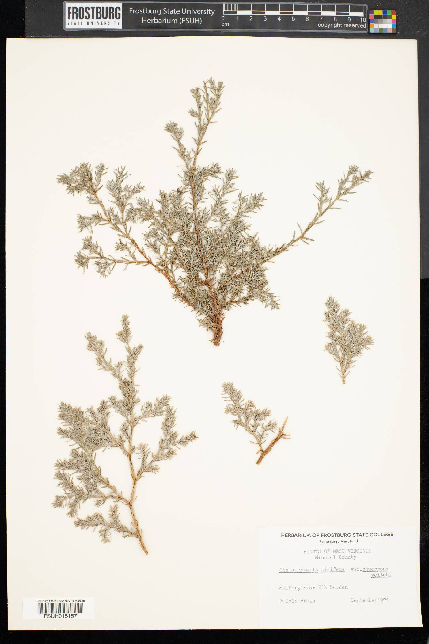 Chamaecyparis pisifera image