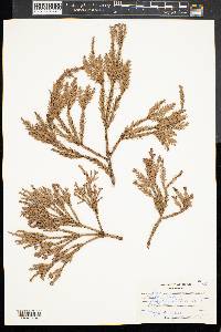 Sequoia sempervirens image