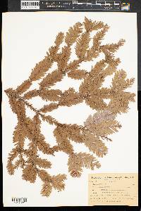 Sequoia sempervirens image
