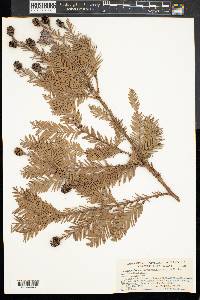 Sequoia sempervirens image