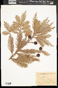 Sequoia sempervirens image