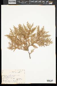 Thuja occidentalis image