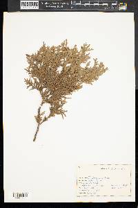 Thuja occidentalis image