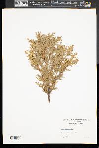 Thuja occidentalis image