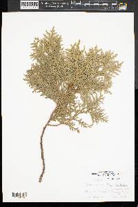 Thuja occidentalis image