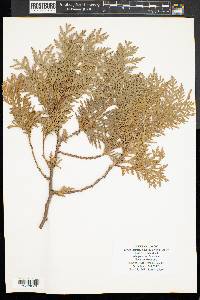 Thuja occidentalis image