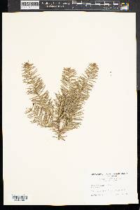 Abies balsamea image