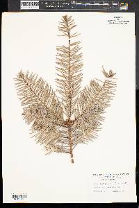 Abies grandis image