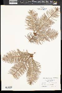 Abies grandis image