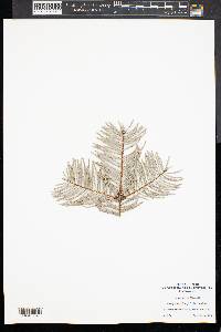 Abies grandis image